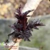 BLACK LACE® ELDERBERRY 1 BLACK LACE® ELDERBERRY -Shrubs Central DETA 1005