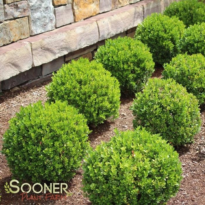 BABY GEM™ BOXWOOD 3 BABY GEM™ BOXWOOD
