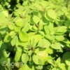 SUNJOY GOLD PILLAR® BARBERRY -Shrubs Central DETA 1054