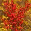 BERRY HEAVY® WINTERBERRY HOLLY 1 BERRY HEAVY® WINTERBERRY HOLLY -Shrubs Central DETA 1080