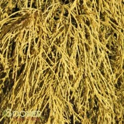 KING'S GOLD FALSE CYPRESS