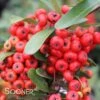 SANTA CRUZ PYRACANTHA -Shrubs Central DETA 1230