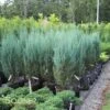 BLUE ARROW JUNIPER -Shrubs Central DETA 1250