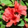 HOT SHOT GIRARD AZALEA -Shrubs Central DETA 1268