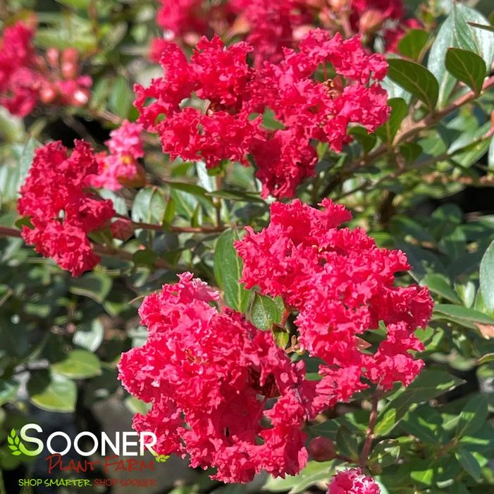 CHERRY DAZZLE® CRAPEMYRTLE 4 CHERRY DAZZLE® CRAPEMYRTLE - Image 2