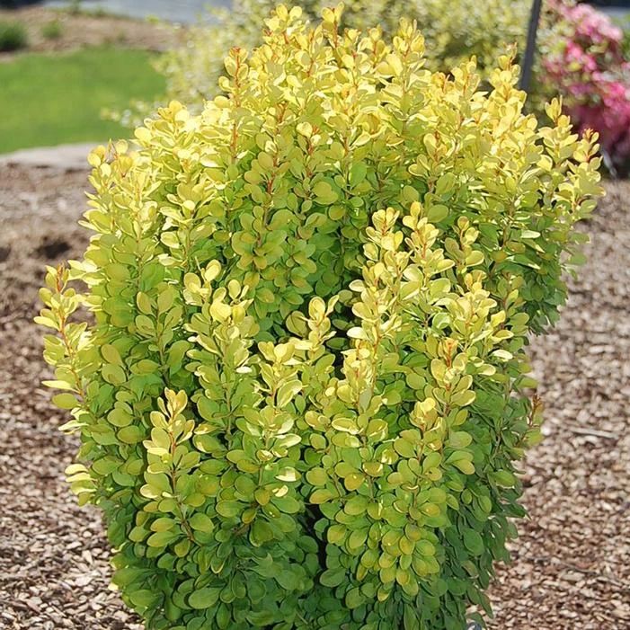 GOLDEN ROCKET BARBERRY 3 GOLDEN ROCKET BARBERRY