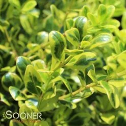 GOLDEN DREAM BOXWOOD -Shrubs Central DETA 1448