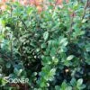 SKY BOX® JAPANESE HOLLY -Shrubs Central DETA 1480