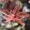 SUMMER WINE® NINEBARK -Shrubs Central DETA 149