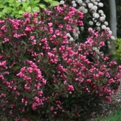 WINE & ROSES® WEIGELA -Shrubs Central DETA 150