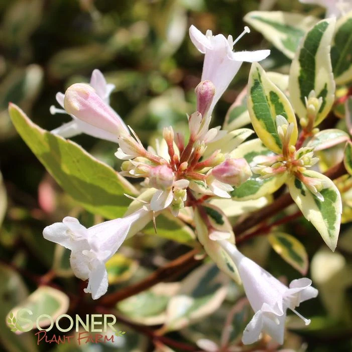 TWIST OF LIME™ ABELIA 4 TWIST OF LIME™ ABELIA - Image 2