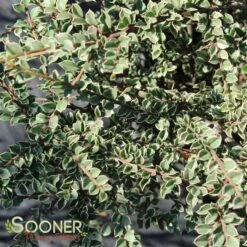 NORTHERN BORDERS™ COTONEASTER -Shrubs Central DETA 1529