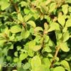 SUNJOY® GOLD BERET BARBERRY -Shrubs Central DETA 1540