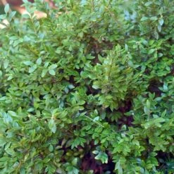 CHICAGOLAND GREEN® BOXWOOD -Shrubs Central DETA 1567