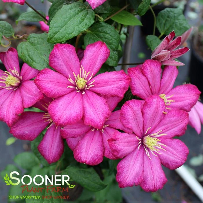 ERNEST MARKHAM CLEMATIS 3 ERNEST MARKHAM CLEMATIS