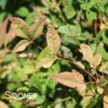 GULF STREAM NANDINA -Shrubs Central DETA 1607