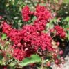 SIREN RED® CRAPEMYRTLE -Shrubs Central DETA 166