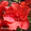 AUTUMN EMBERS® ENCORE® AZALEA -Shrubs Central DETA 181