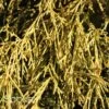 GOLD MOP FALSE CYPRESS -Shrubs Central DETA 1954