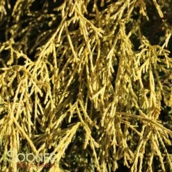 GOLD MOP FALSE CYPRESS