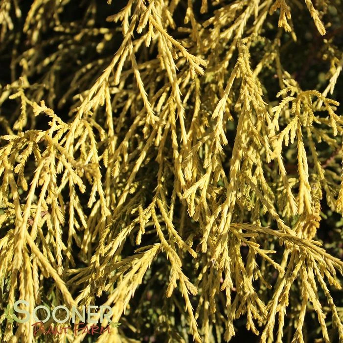 GOLD MOP FALSE CYPRESS 3 GOLD MOP FALSE CYPRESS