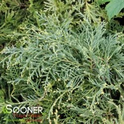 GOLD LACE JUNIPER