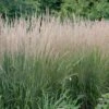 KARL FOERSTER FEATHER REED GRASS 2 KARL FOERSTER FEATHER REED GRASS -Shrubs Central DETA 202