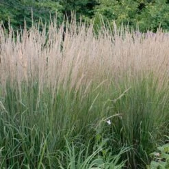 KARL FOERSTER FEATHER REED GRASS