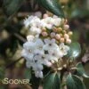 CONOY VIBURNUM -Shrubs Central DETA 2136