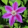 DR. RUPPEL CLEMATIS -Shrubs Central DETA 2184
