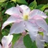VANCOUVER™ MORNING MIST CLEMATIS -Shrubs Central DETA 2186