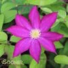 PINK CHAMPAGNE CLEMATIS -Shrubs Central DETA 2188