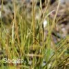 ORANGE NEW ZEALAND SEDGE -Shrubs Central DETA 222