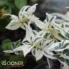 COOL SPLASH® DWARF BUSH HONEYSUCKLE -Shrubs Central DETA 2236