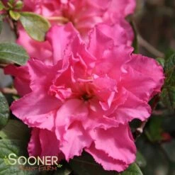 BLOOM-A-THON® PINK DOUBLE AZALEA -Shrubs Central DETA 2242
