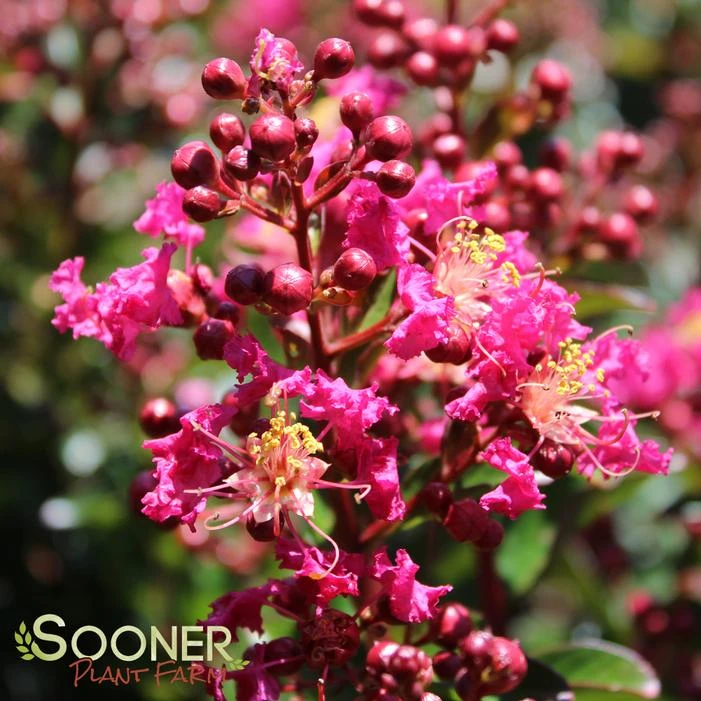 BERRY DAZZLE® CRAPEMYRTLE 3 BERRY DAZZLE® CRAPEMYRTLE