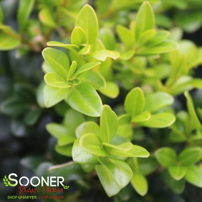 NORTH STAR® BOXWOOD 3 NORTH STAR® BOXWOOD