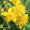 SUNNY BOULEVARD® ST. JOHN'S WORT -Shrubs Central DETA 2303