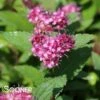 DOUBLE PLAY® ARTISTAN® SPIRAEA 2 DOUBLE PLAY® ARTISTAN® SPIRAEA -Shrubs Central DETA 2320