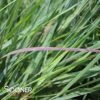 PRAIRIE WINDS® CHEYENNE SKY SWITCH GRASS -Shrubs Central DETA 2330