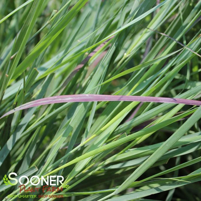 PRAIRIE WINDS® CHEYENNE SKY SWITCH GRASS 2 PRAIRIE WINDS® CHEYENNE SKY SWITCH GRASS
