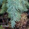 DIVINELY BLUE DEODAR CEDAR -Shrubs Central DETA 2347