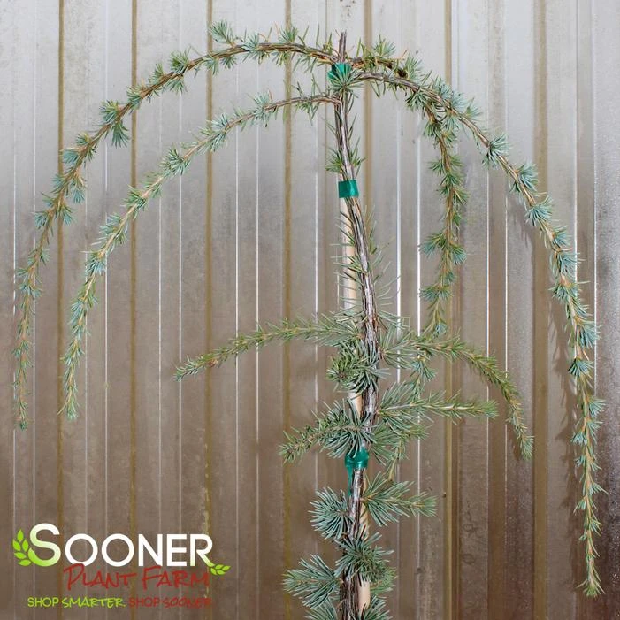 WEEPING BLUE ATLAS CEDAR 2 WEEPING BLUE ATLAS CEDAR