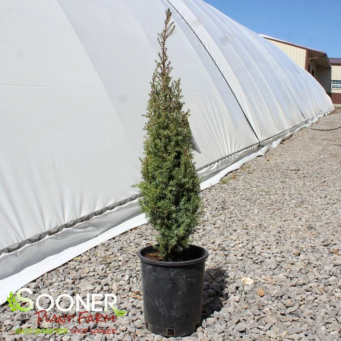 PENCIL POINT JUNIPER 4 PENCIL POINT JUNIPER - Image 2