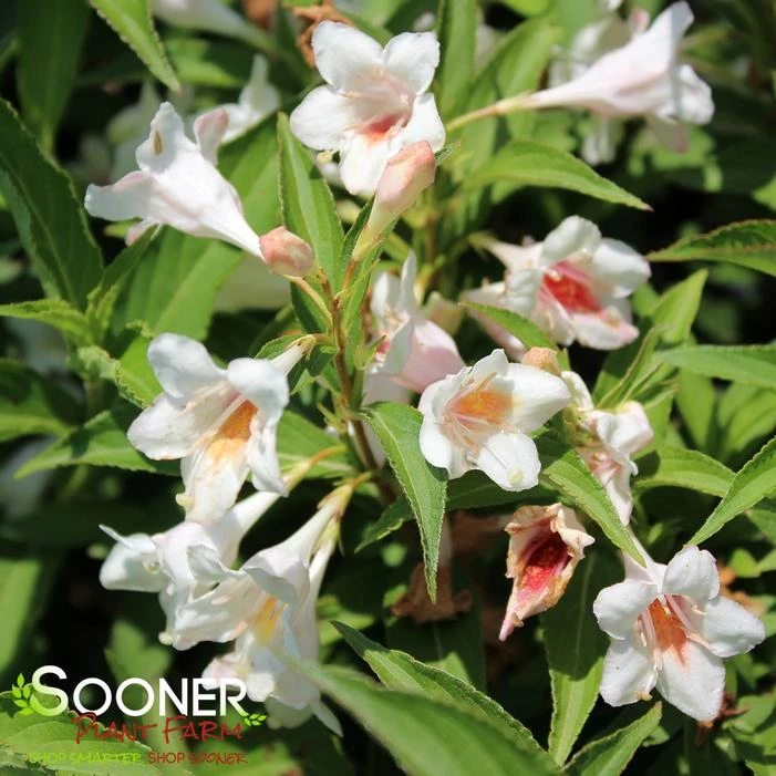 SONIC BLOOM® PEARL WEIGELA 4 SONIC BLOOM® PEARL WEIGELA - Image 2