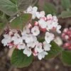SPICE GIRL® KOREAN SPICE VIBURNUM 1 SPICE GIRL® KOREAN SPICE VIBURNUM -Shrubs Central DETA 2439