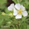 HAPPY FACE® WHITE POTENTILLA -Shrubs Central DETA 2445