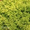 SUNJOY® MINI SAFFRON BARBERRY -Shrubs Central DETA 2459