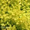 SUNJOY® CITRUS BARBERRY -Shrubs Central DETA 2460