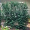UPRIGHT PLUM YEW -Shrubs Central DETA 2484